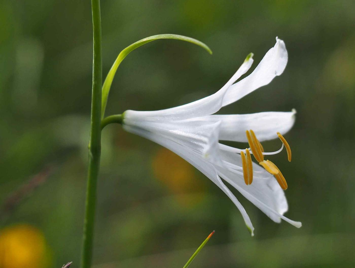 St.Bruno's Lily flower